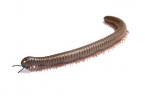Telodeinopus aoutii